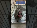 Luna Snow- #A2004536 in kennel