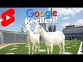 2009'dan Beri Google'da Kadrolu Çalışan Keçiler! #Shorts