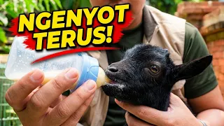 Hari Ketiga Ngurus Anak Kambing Terkecil di Dunia, Hasilnya Bikin Kaget?