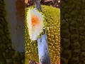 Download Lagu panen buah nangka dengan hasil yang sangat memuaskan #shorts