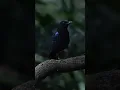 Lagu Ever heard a Malabar whistling thrush 😱 #nature #bird #wildlife