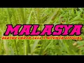 Download Lagu 🔵MALASYA🔵LAGU DANS PORTU BAJAWA PALING MANTAP🔵COVER BY BERTHO LADJA CELL🔵NITUNUA CHANNEL🔵