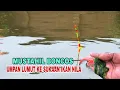 Download Lagu MUSTAHIL BONCOS,,, MANCING IKAN NILA LIAR PAKAI UMPAN ALAM AUTO STREK NILA BABON