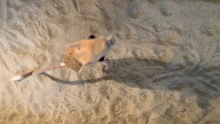 Adorable Jerboa Jumps for Attention ViralHog