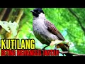 Download Lagu kutilang betina memanggil jantan || rajanya pikat kutilang
