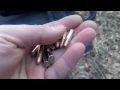 CCI STINGER VS CCI MINI MAG 100 YARDS