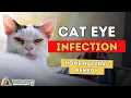 Cat With Infected Eye Best 3 Holistic Remedies