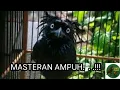 Download Lagu SUARA BURUNG AWAR - AWAR JAMBUL