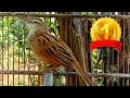 Download Lagu suara merdu cica koreng cocok untuk pancingan dan terapi bunyi untuk burung bahan ombyokan