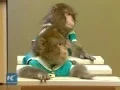 Japanese macaques go to school in E China
