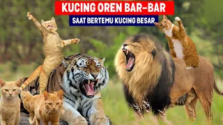 Download NGAKAK!! Harimau Kok Takut Sama Kucing Oren Bar-bar! Kucing Oren Vs Harimau! Siapa yang Menang MP3