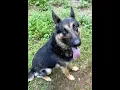 Adopt Roscoe bfdaaa com July 26 2026