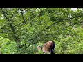 Download Lagu 苗大姐吃不完的水果，全是爸爸亲手种的，完全吃不完吃不完