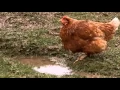Lagu The Private Life of Chickens
