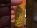 2MG Xanax Hulks S 90 3 educational purposes only How to identify a real Hulk