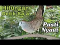Download Lagu Pancingan perkutut Hitungan Detik saja PASTI RIBUT langsung nyaut