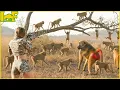 Lagu This is Why Hunters Fight Back at Millions of Aggressive Baboons in Africa - Invasive Species