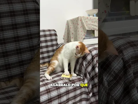 🐱😂 ¡No quiere pañuelos! ¡Ve la carne seca y cambia de actitud! 🥩✨ #Gatos #Humor #Mascotas