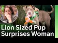 Download Lagu Puppy ter grootte van een leeuw verrast vrouw die op zoek is naar een harige beste vriend om naar...