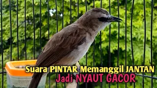 Download trucuk Betina memanggil jantan, Sangat ampuh untuk Pancingan trucukan gacor agar bunyi EMOSI MP3