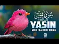 Surah Yaseen سورة يس | Peaceful Quran Recitation | Relaxing \u0026 Emotional Tilawat | Aswat Al-Quloob