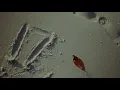 IFAN SEVENTEEN - 17 (Official Music Video)
