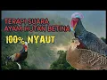 Download Lagu Terapi Suara Betina Ayam Hutan Hijau untuk memanggil Pejantan