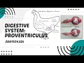 POULTRY 1 Digestive System of Chickens The Proventriculus Module 19 2 Student Output