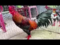 Gamefowl Training Routine Morning exercise and diet for prize roosters