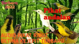 Download Suara pikat Burung Ribut kejepit buat sogon dan burung kecil mp3 MP3