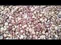 Download Lagu PINANG Betara (Betelnut from Betara, Jambi Indonesia)