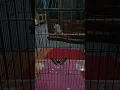 Download Lagu Suara burung berinji tunggir asli Kalimantan