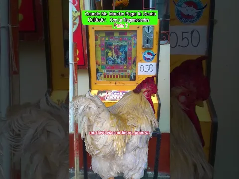 Perdí El Dinero 🤑 en la Tragamonedas #gallos #mascotas #LinoElGalloConBotas