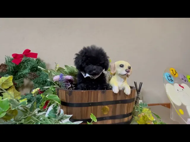 動画