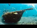 Snorkeling the Diving Site at Blue Heron Bridge From Shore Sunken Ships