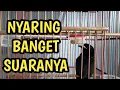 Download Lagu AWAR AWAR NGERIWIK BERISIK !!
