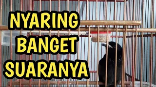 awar awar ngeriwik berisik 