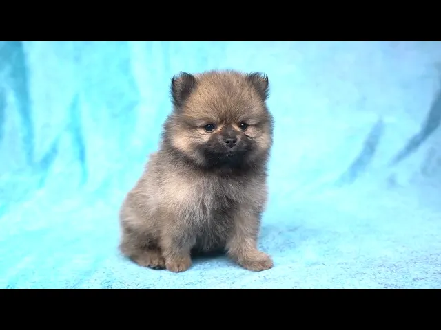 動画