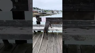 #fyp #dream #pets #doberman #wildlife