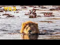 Download Lagu NILE RIVER | Survival Tales in Africa's Lifeline #naturedocumentaries | Wild Nature