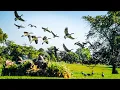 2 DAYS GOOSE HUNTING INDIANA FREELANCING OPENING WEEKEND