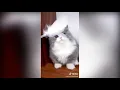 Download Lagu Cute fluffy kittens time~~1
