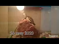 Red eared slider turtle one year growth