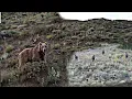 Download Lagu AYI DRONA SALDIRDI~DOMUZ SÜRÜSÜ DAVARIN İÇİNE GİRECEKTİ KÖPEKLER YETİŞTİ #bearattack #bear #kangal