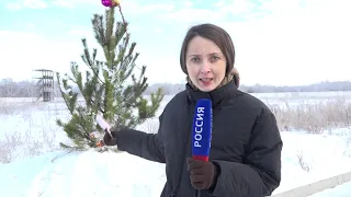 Омские пожарные сегодня сожгли новогоднюю ель