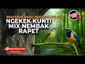 Download Lagu 🔴 2 Tembakan Andalan Cucak Cungkok Kunti Panjang Mix Kolibri Manggar Betina Breen Rapet