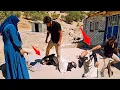 Download Lagu *Battle for the Land: Maliheh’s Return and Amir’s Outrage**