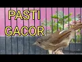 Lagu CARA PERAWATAN BURUNG FLAMBOYAN AGAR GACOR