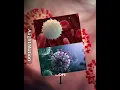 Download Lagu white blood cell vs virus #edit #foryou #biology