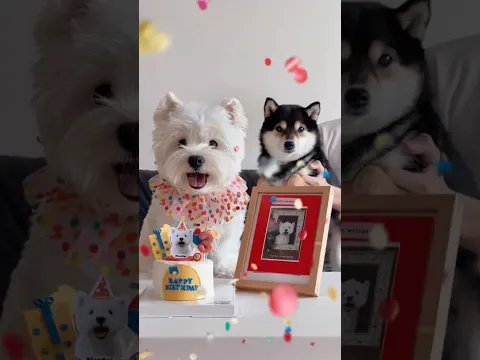 Happy 3rd Birthday, XiaoBai! A Special Celebration